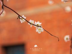 -桃花堤公园