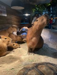 -Zoolung Zoolung动物主题公园(海信广场店)