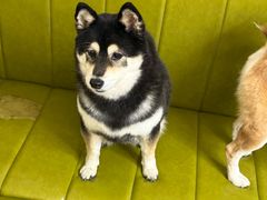 -是阿柴呀！柴犬咖啡·爱喵喵猫咖