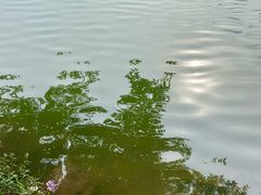 -重庆彩云湖湿地公园