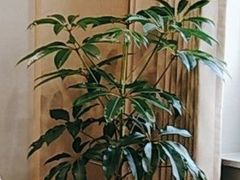 -W·24H茶楼·棋牌·掼蛋(望京店)