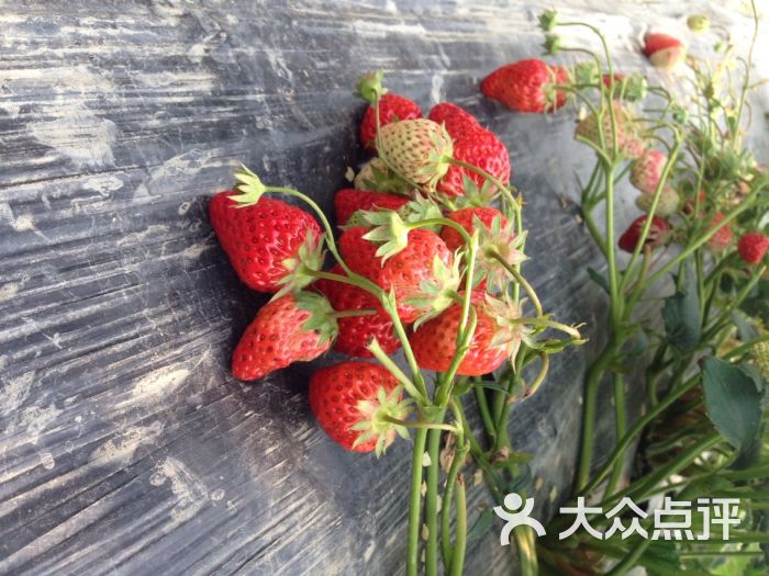 周师傅草莓园图片