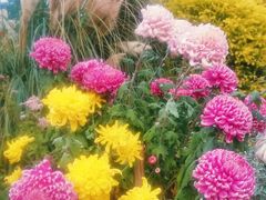 -上海共青森林公园