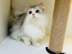 -十月米努特矮脚猫舍