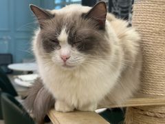 -安格丽娜·狗咖·猫咖羊驼咖(春熙路百盛商场店)