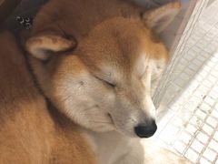 -柴务处·柴犬主题狗咖