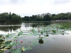 -新江湾城公园