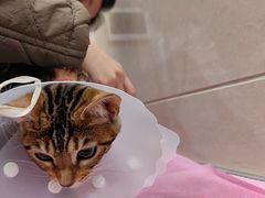 -北京观赏动物医院·24小时大型综合·猫专科·异宠专科