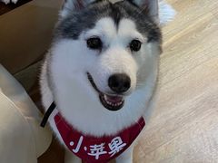 -Husky Go! 哈士奇体验馆·宠物咖啡厅狗咖
