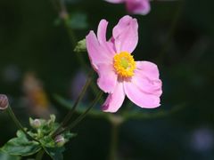 -国家植物园