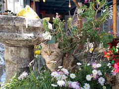 -喵屿·大理花园猫咖