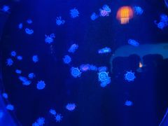 -太平洋海底世界