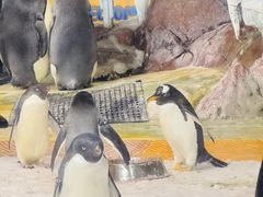 -海合安武汉极地海洋公园