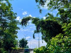 -中国科学院西双版纳热带植物园