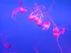 -合肥海洋世界