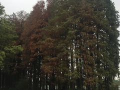 -东湖落雁景区