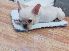 -狗道宠物(常熟印象城店)