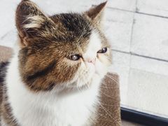 -瞄一喵猫咖(格力海岸店)