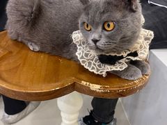 -共舞时光猫咖·狗咖(新街口店)