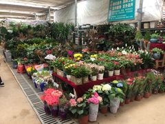 -秦美花卉(天朗·莱茵小城2期店)