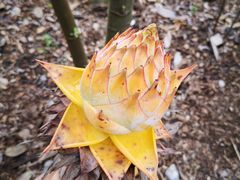 -中国科学院西双版纳热带植物园