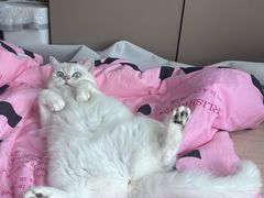 -伟伟宠物医院·CT影像中心·瑞派犬猫综合性门诊(汉口总院)