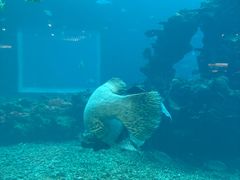 -海棠湾洲际-涛·海底餐厅·美人鱼·自助餐·海底隧道