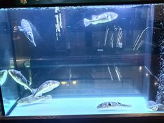 -肆月河豚·淮扬菜·湘菜(华天店)
