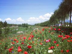 -洨河生态公园
