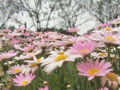 -漫花庄园