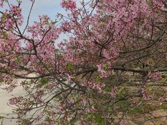 -天适樱花悠乐园