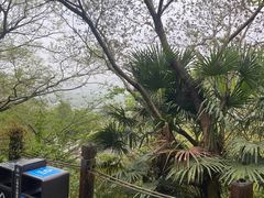 -上海佘山国家森林公园西佘山园