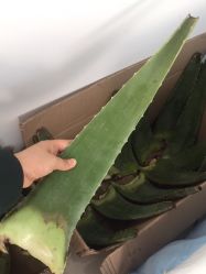 -苗方清颜专业祛痘