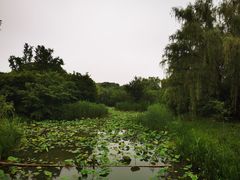 -昆山城市生态森林公园