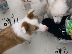 -怪兽屋·羊驼·猫咖·狗咖(俊华广场店)