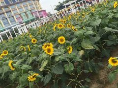 -百万葵园