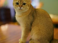 -猫小院猫主题餐厅(三里屯店)