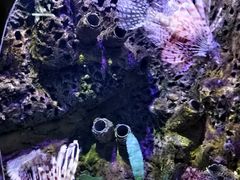 -太平洋海底世界