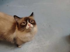 -猫色咖啡·猫咖
