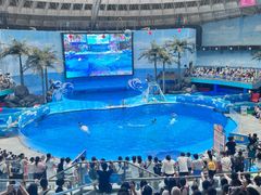 -海合安成都极地海洋公园