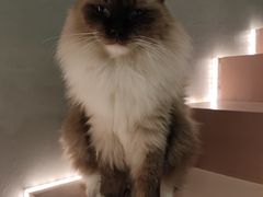 -猫儿山۰猫主题餐厅