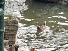 -东湖落雁景区