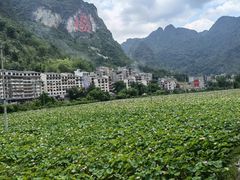 -长寿村