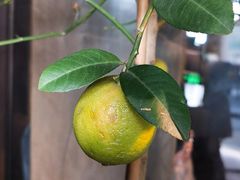 -陶享时光西餐·下午茶·竹林花园(新城店)