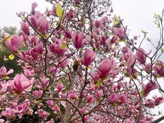 -天鹅湖体育公园