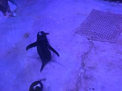 -暹罗海洋世界