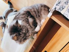-MOCHA明星猫咖(田子坊店)
