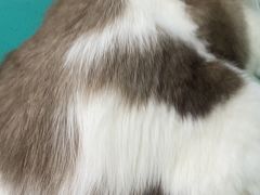 -集宠猫柠宠物生活馆