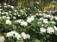 -洛阳市隋唐城遗址植物园