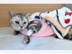 -达爱动物医院·犬猫分区·CT·复杂眼科(远洋山水分院)